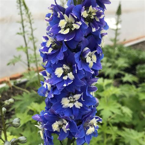 Delphinium Magic Fountain Mid Blue with White Bee Seeds: From Sowing to Harvesting